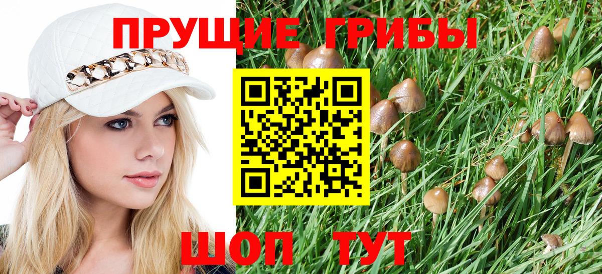 Крымск  Псилоцибиновые грибы Psilocybine cubensis  Вход с VPN 